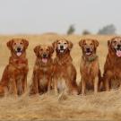 Seven Golden Retrievers shown in a field. UC Davis researchers find a gene associated with longevity in the breed. (Jessica Hecock)