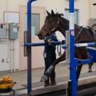 A horse on a treadmill inside a building