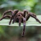 Tarantula spider on leaf facing camera.