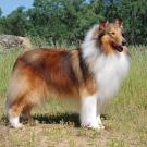 A collie dog in the sunshine. 