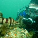 diver underwater looking at fish 