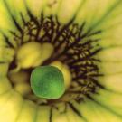 Yellow and green structures in the center of a yellow cup with black and green lines radiating from the center. 