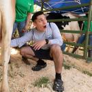 A man milks a cow.