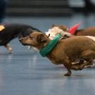 Small dogs race in the Doxie Derby.