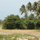 forest alongside agricultural land in Pemba, Tanzania