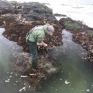 Male scientist leans over data sensor placed near tide pools at UC Davis Bodega Marine Reserve