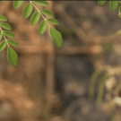 branches of moringa 