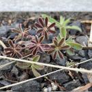 green succulents poking through rocks