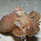 A brown octopus seen from the side, tentacles curled beneath it. 