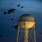 Numerous crows fly through a dark sky