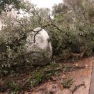 Canopy of cork oak rests atop "Egghead" sculpture