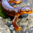  Closeup of a California newt