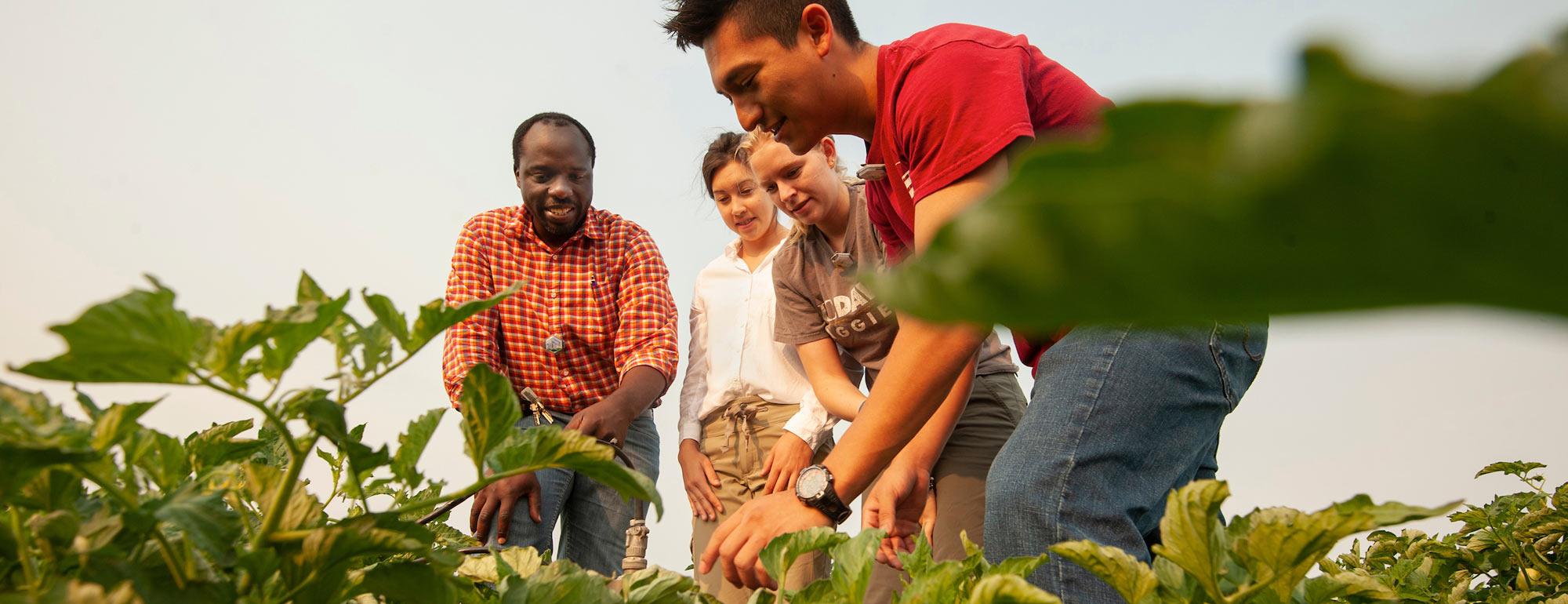 A professor gathers students to inspect crops