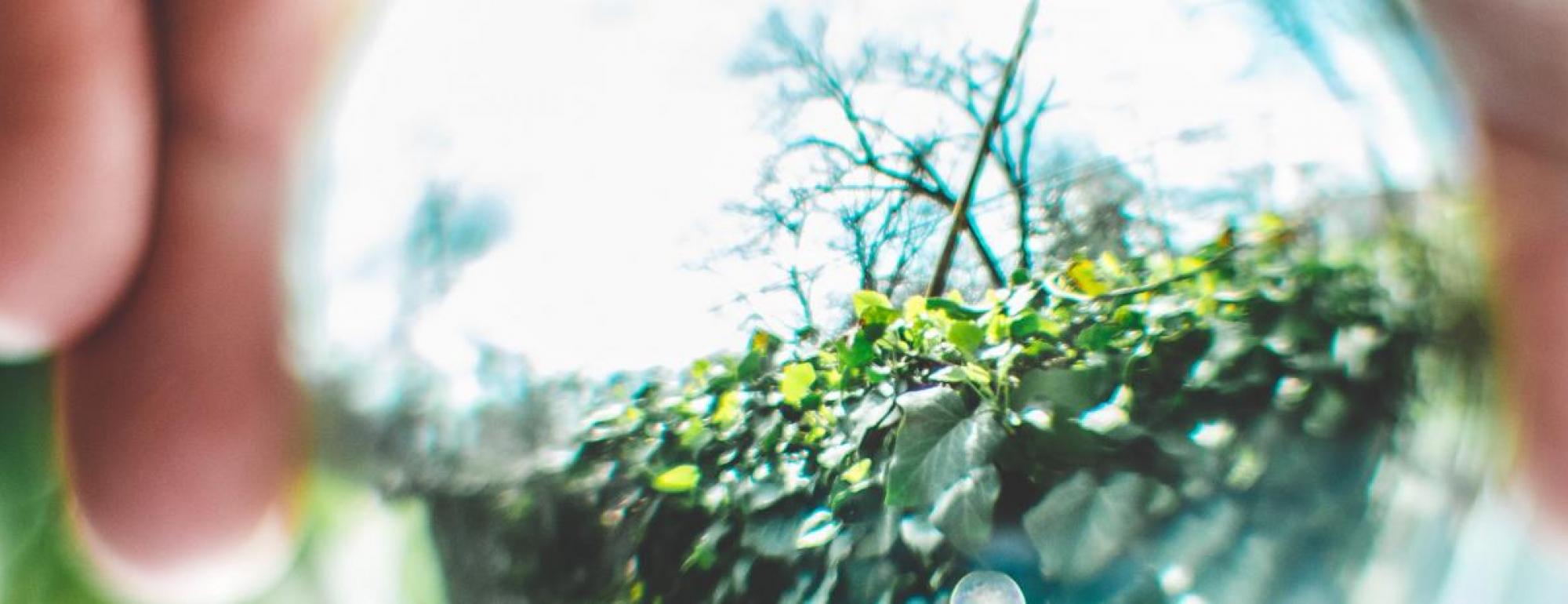 glass globe reflecting plants