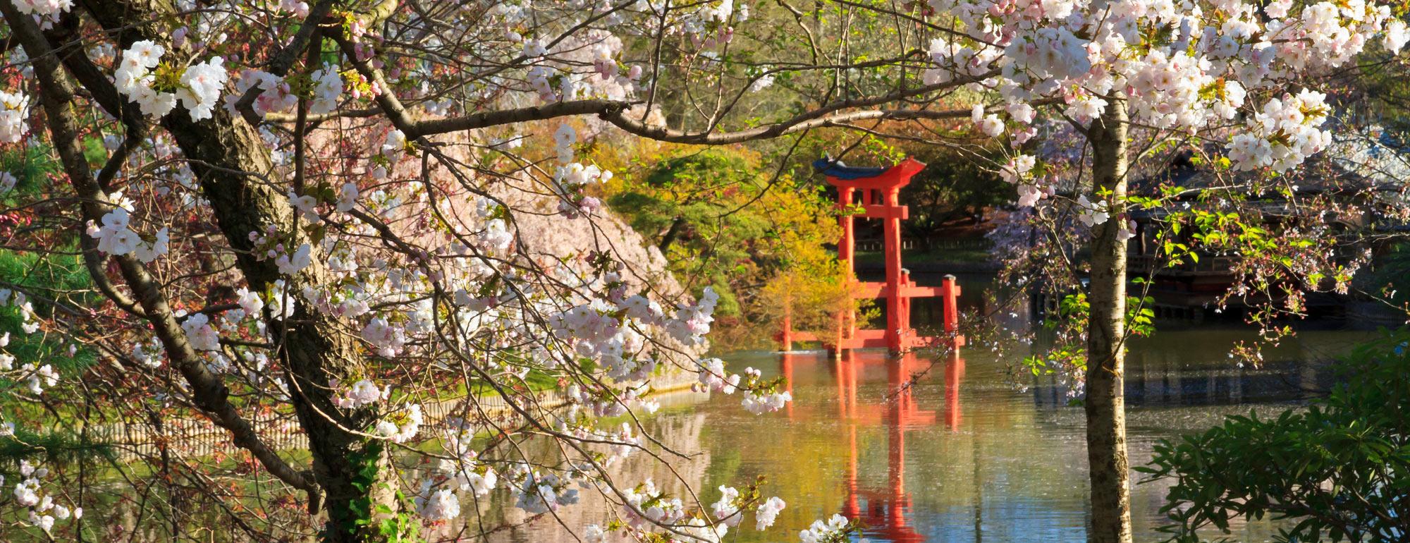 A shinto shrine reflecting in a pond