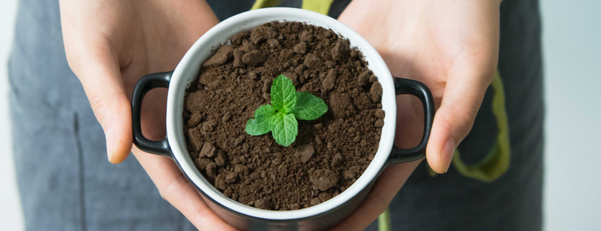 hands holding a small plant