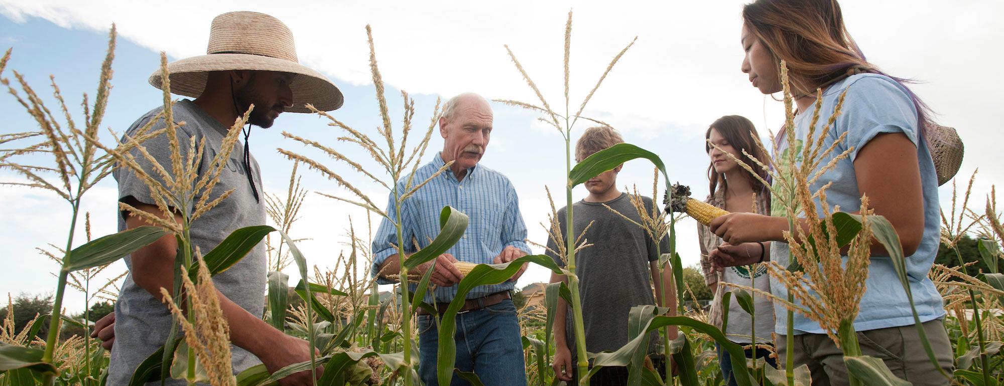 A professor discusses a corn crop with this students