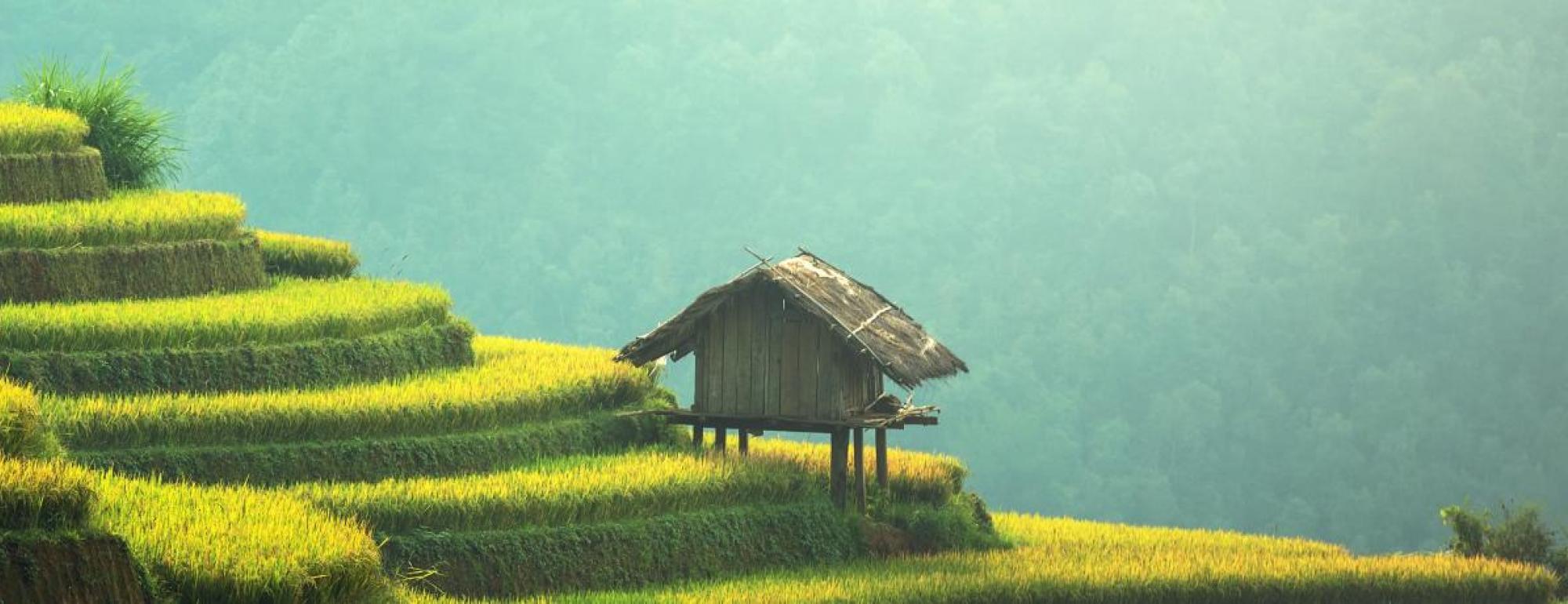 terraced green steps -international agricultural development