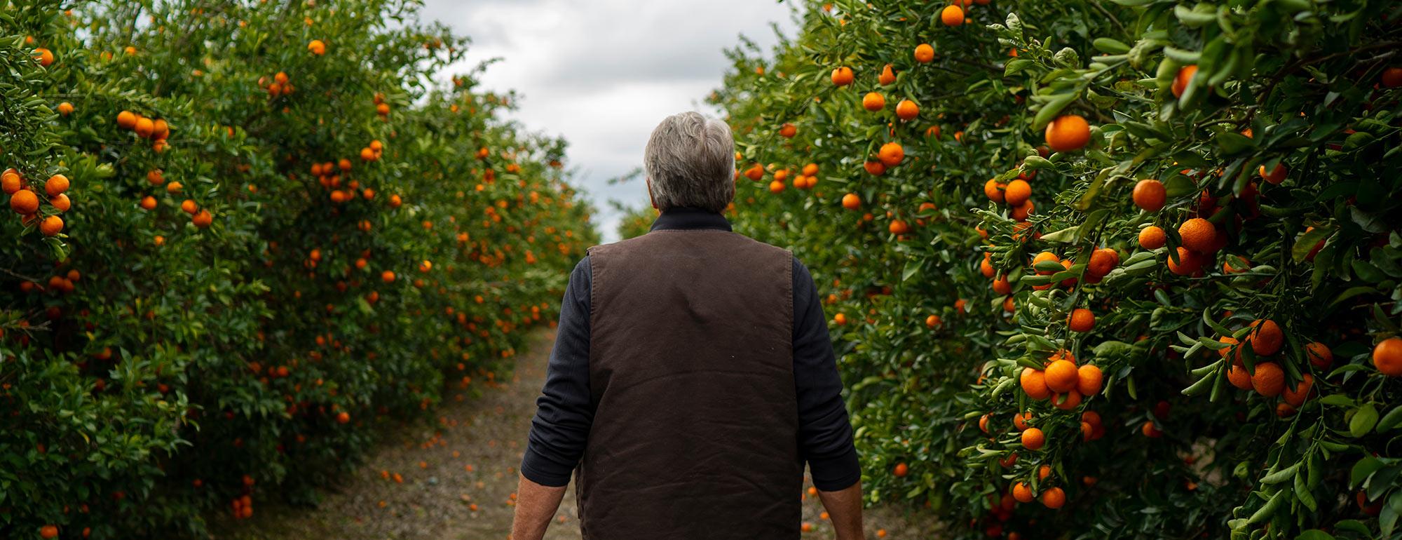 citrus grown on uc davis farm