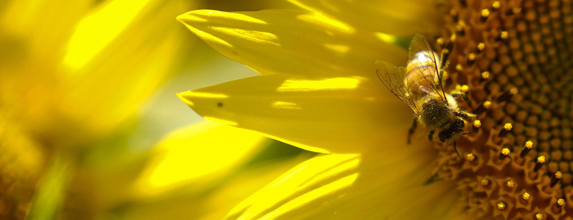 A close up of a bee on a sunflower