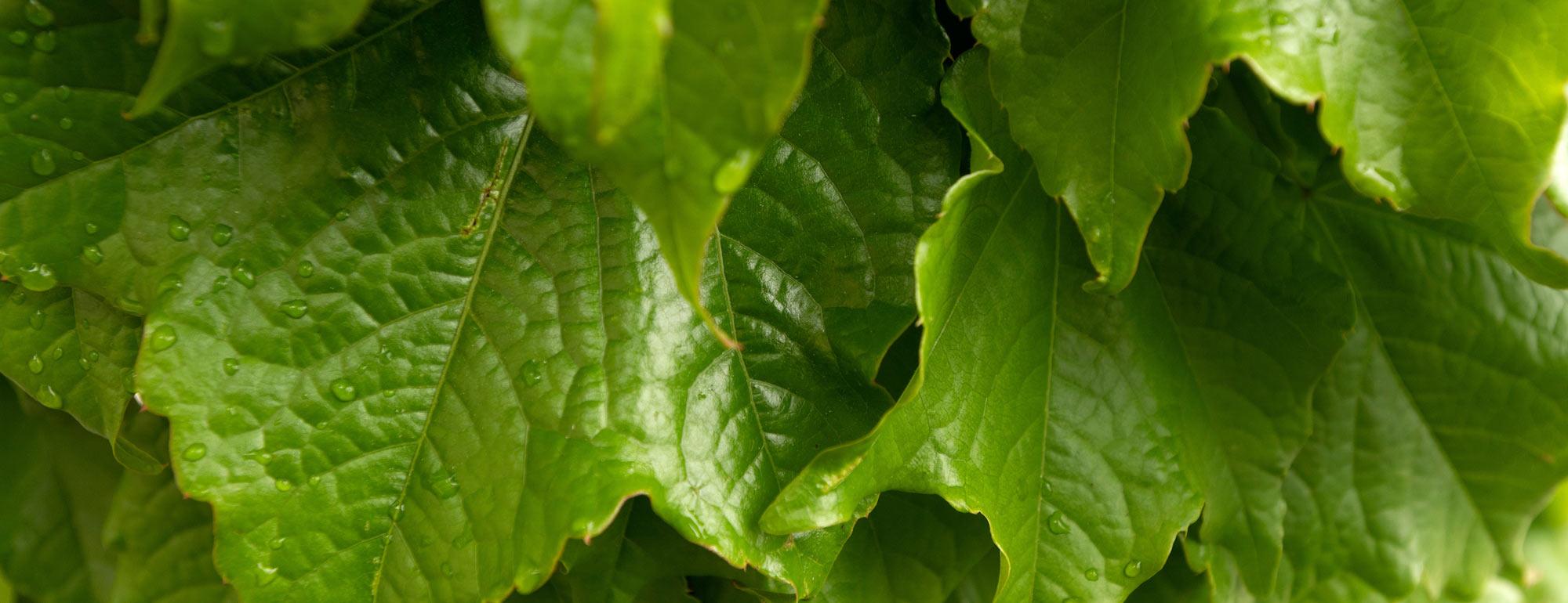 A close up view of dew covered spring leaves