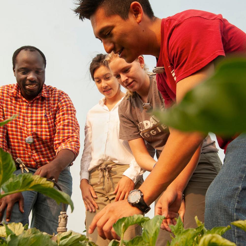 A professor gathers students to inspect crops