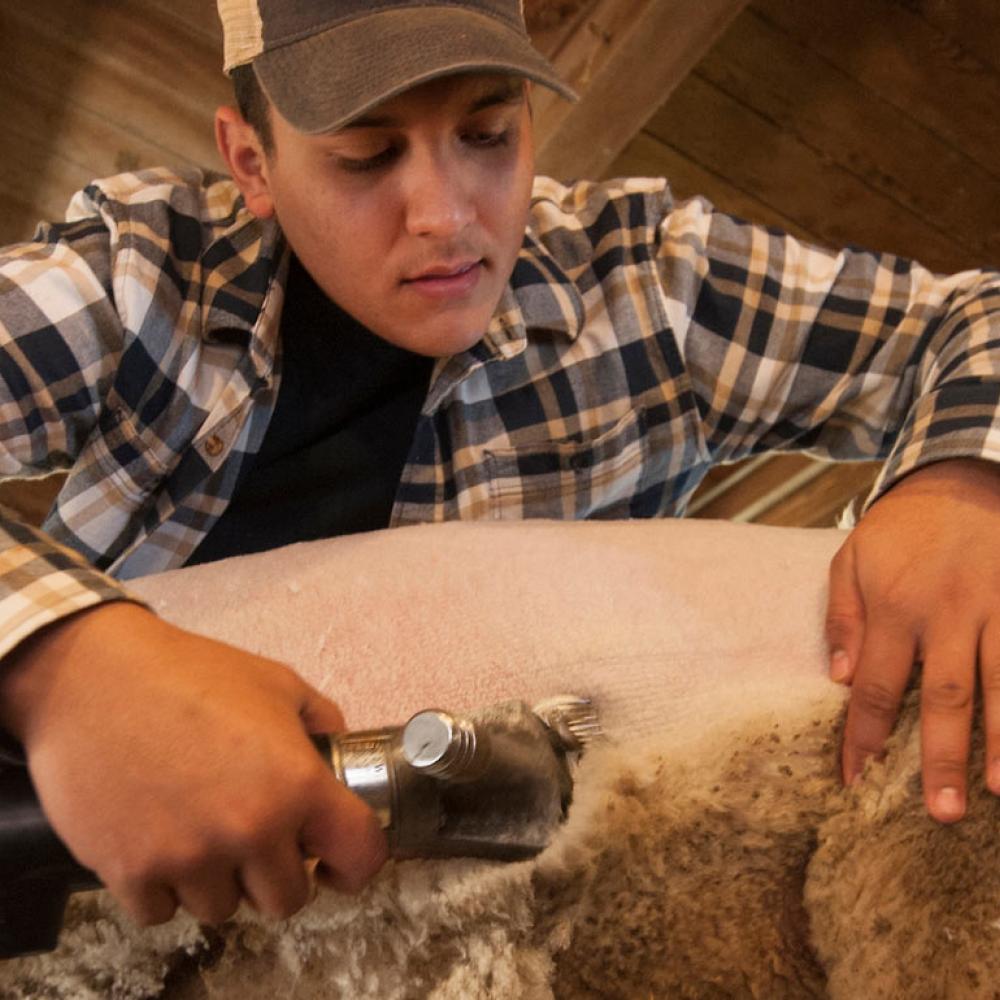 A male student sheers a sheep on the UC Davis campus