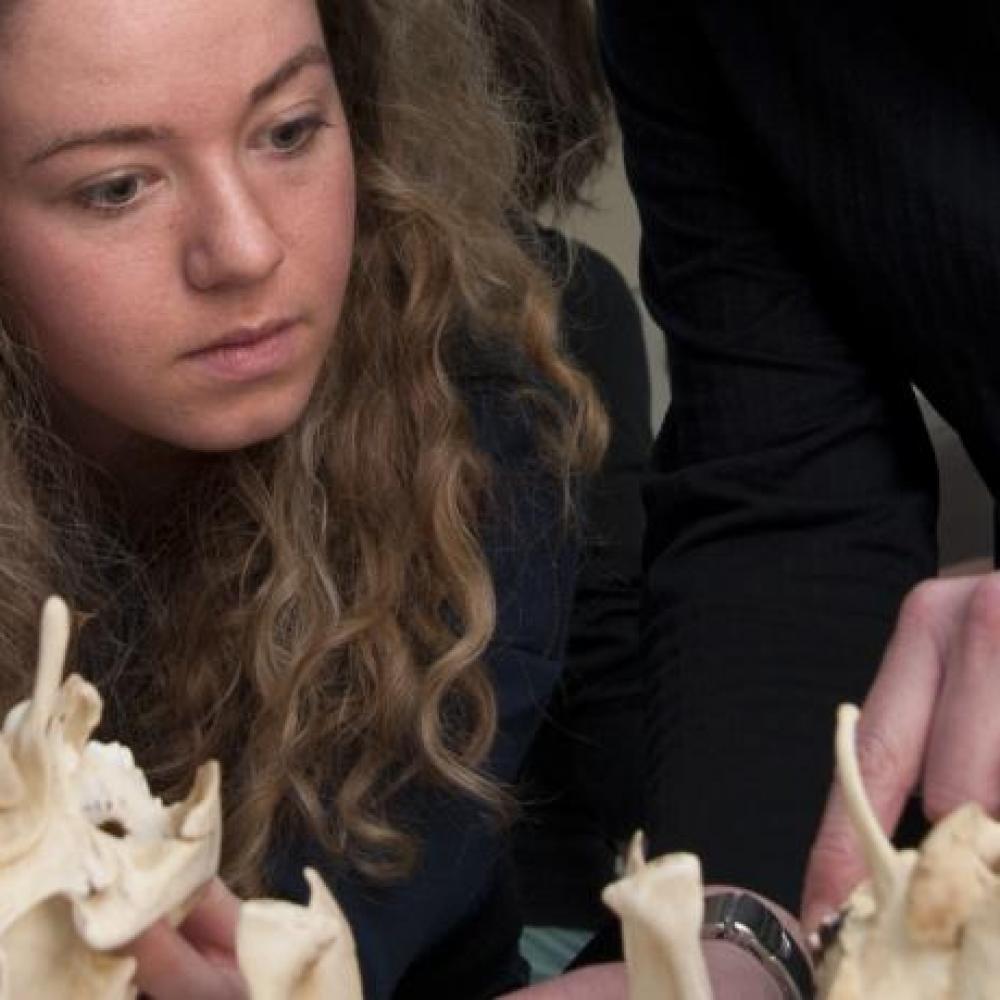 uc davis anthropology student studying bones