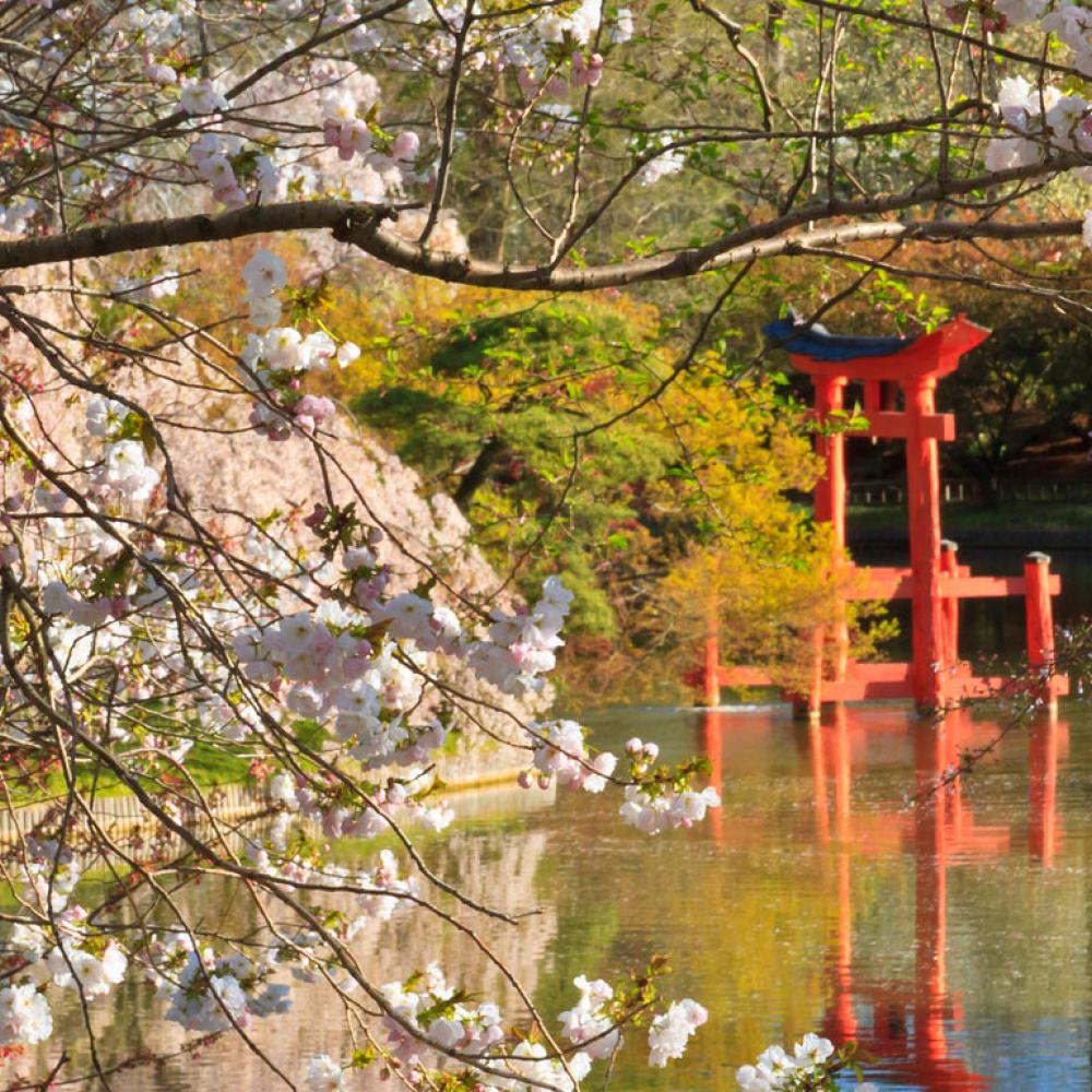 A shinto shrine reflecting in a pond