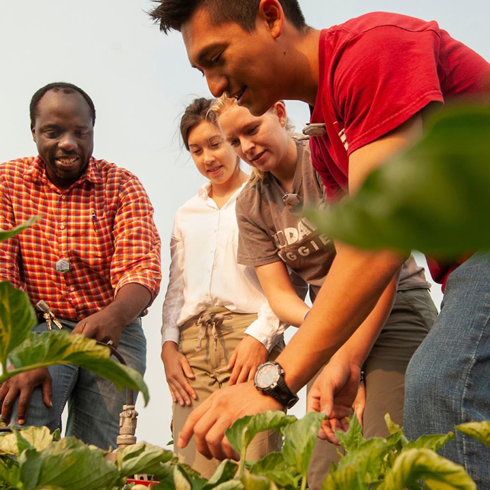 Two students and a professor investigate crops