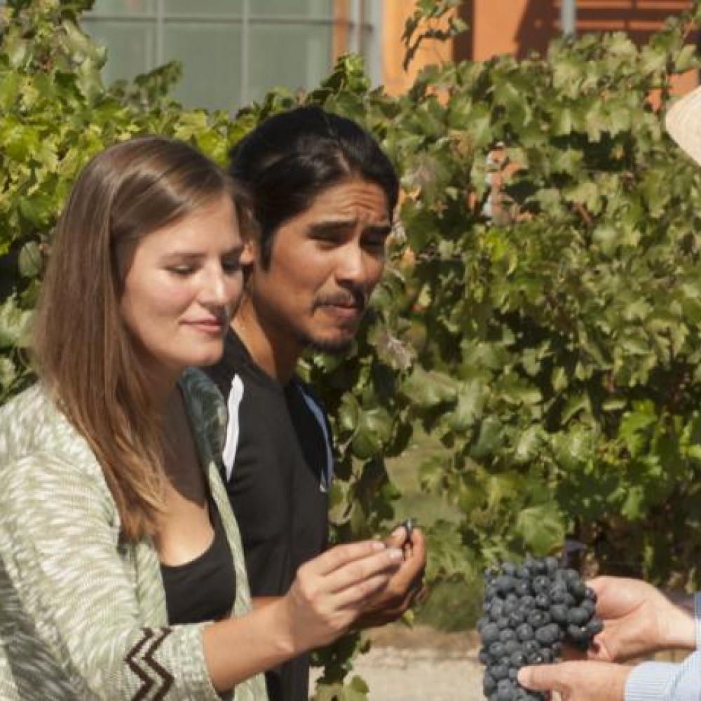 uc davis viticulture and enology majors taste grapes together in vineyard