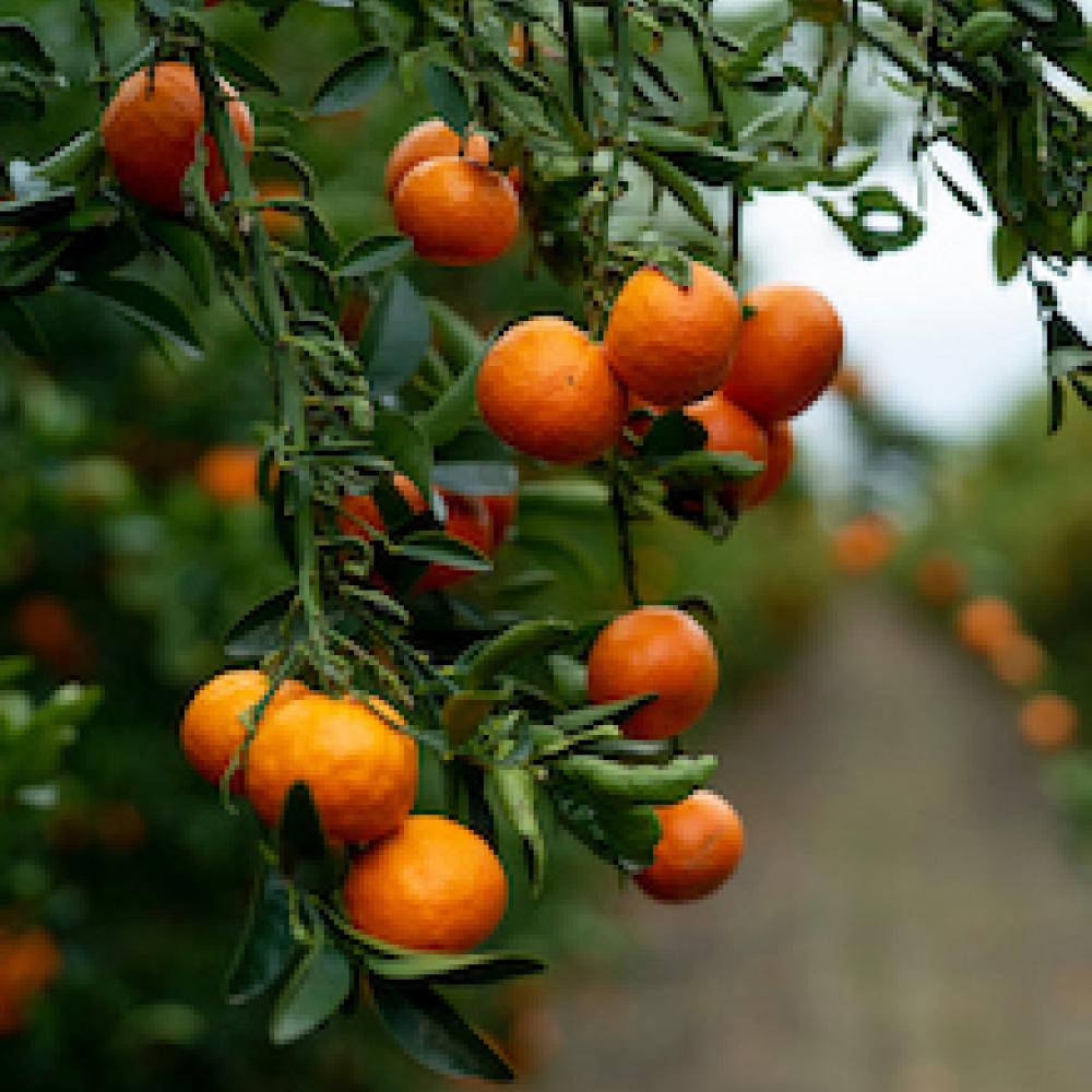 Oranges at UC Davis