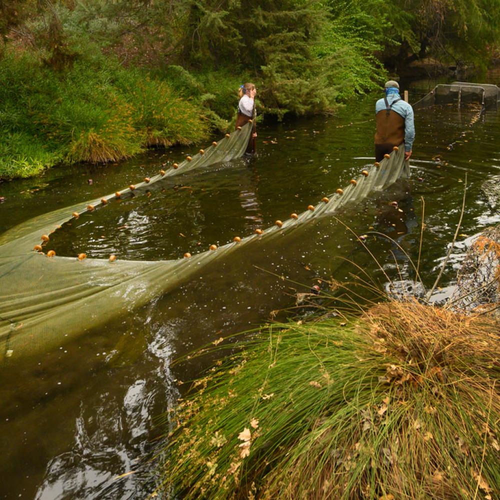 three students work to pull of the fish trap during a carp research project in the west end of Arboretum Waterway