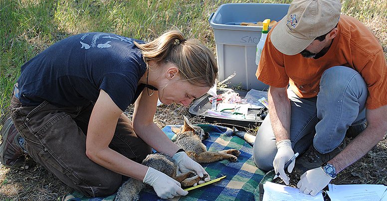 Two people lean over a fox with a lot of equipment on the ground