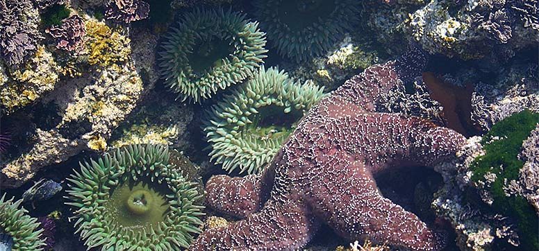 Tide pool with sea stars and sea anemones