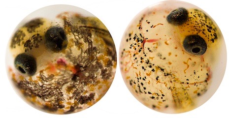 Comparison of killifish embryos