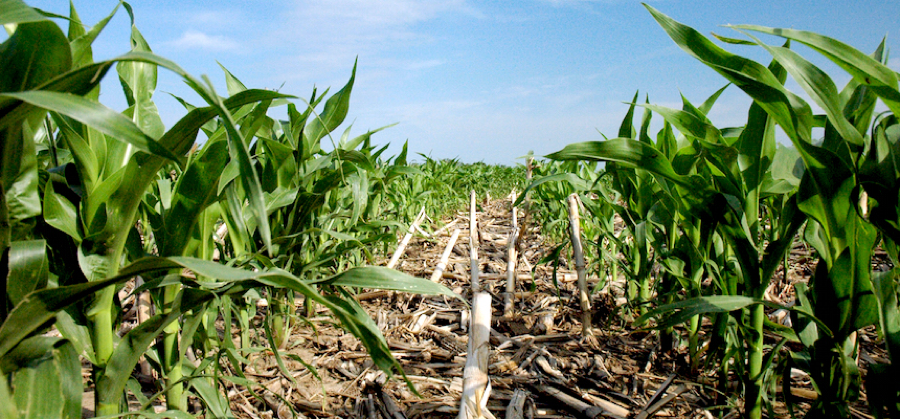 corn field