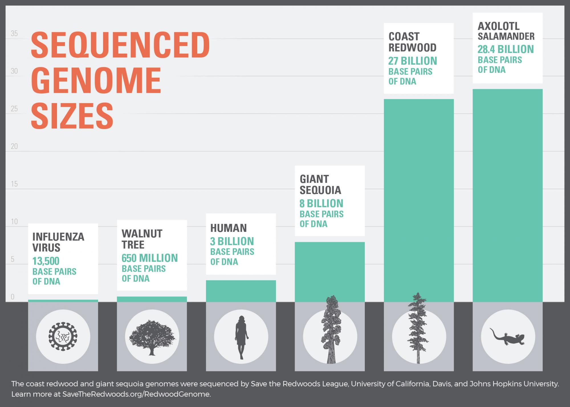 graphic comparing sizes of genomes sequenced