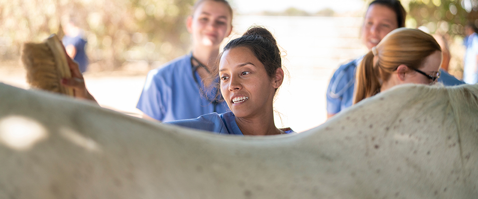 First-year veterinary medicine students learn horse handling skills at the Center for Equine Health Health.