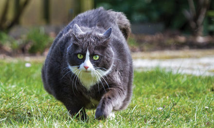 Veterinary Nutritionists Try to Curb Obesity in Cats