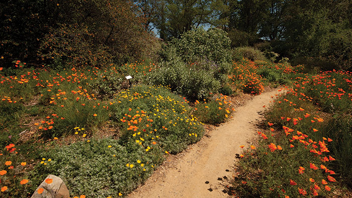 The Mary Wattis Brown Garden of California Native Plants at the UC Davis Arboretum