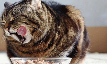 Is Homemade Cat Food Nutritious?