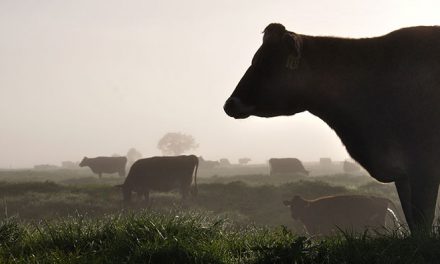 Making Cows More Sustainable, Less Gassy