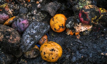 Why Is One-Third of Our Food Wasted Worldwide?