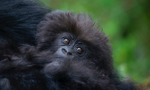 Davis Connection to Baby Gorilla