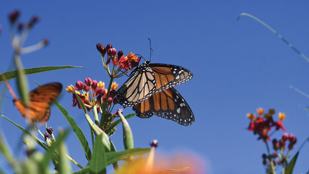 A monarch butterfly rests on top of a flower