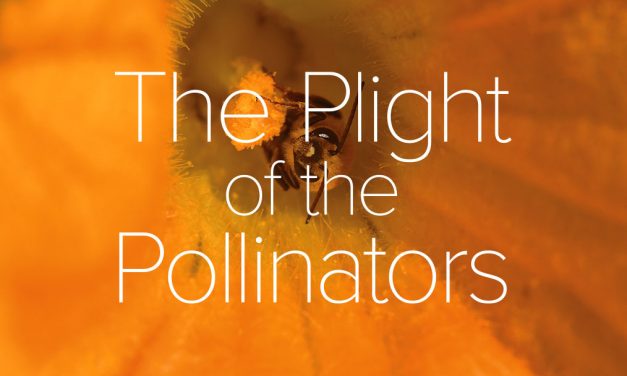 The Plight of the Pollinators