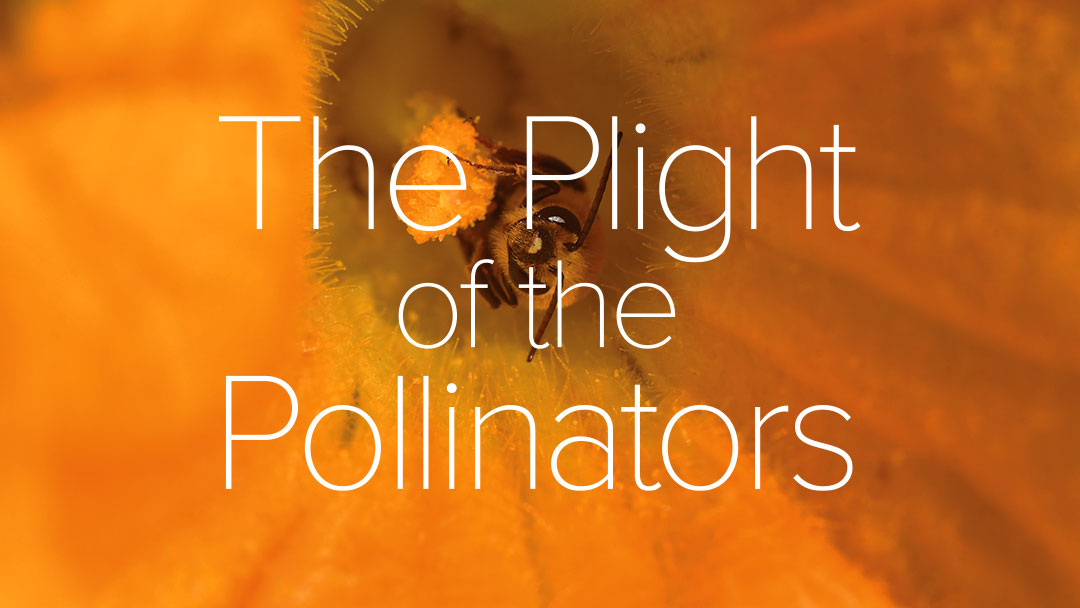 Bee on flower with graphic text: The Plight of the Pollinators