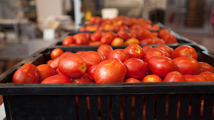 Freshly harvested tomatoes from Russell Ranch, arriving at the Segundo Culinary Center.