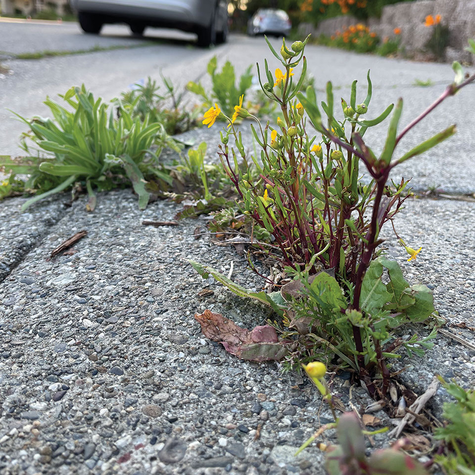 Weeds grow through a cracked sidewalk